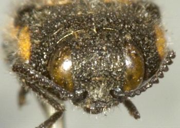Media type: image;   Entomology 2727 Aspect: head frontal view
